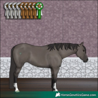 Horse Color:Smoky Grullo 