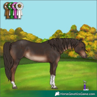 Horse Color:Liver Chestnut Tobiano