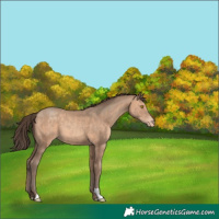 Horse Color:Sable Champagne Appaloosa 