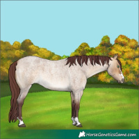 Horse Color:Chocolate Buckskin Roan Dun 