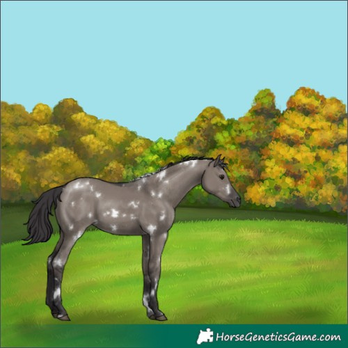 Horse Color:White Spotted Smoky Grullo 