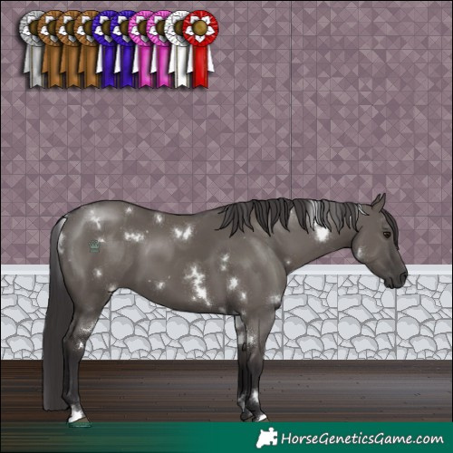Horse Color:White Spotted Smoky Grullo 