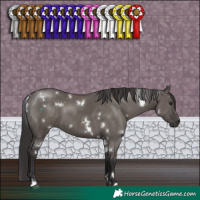 Horse Color:White Spotted Smoky Grullo 