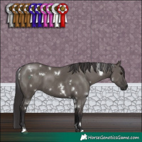 Horse Color:White Spotted Smoky Grullo