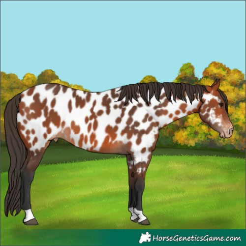 Horse Color:Bay Near Leopard