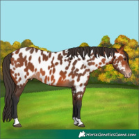 Horse Color:Bay Near Leopard