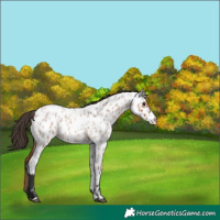 Horse Color:Bay Roan Appaloosa