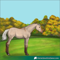 Horse Color:Silver Bay Dun Rabicano