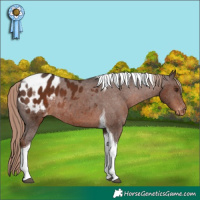 Horse Color:Liver Chestnut Tobiano Appaloosa Rabicano