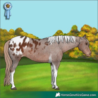 Horse Color:Liver Chestnut Tobiano Appaloosa Rabicano 
