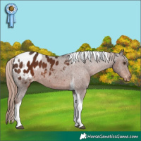 Horse Color:Liver Chestnut Tobiano Appaloosa Rabicano 