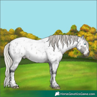 Horse Color:Gray White Spotted Silver Brown Roan Splash Near Leopard Rabicano 