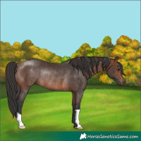 Horse Color:Brown Rabicano 