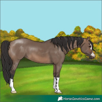 Horse Color:Brown Dun 