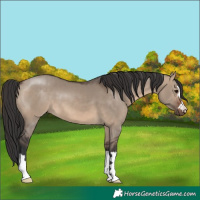 Horse Color:Brown Dun 