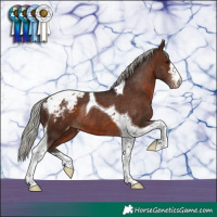 Horse Color:Silver Brown Tobiano Appaloosa Rabicano