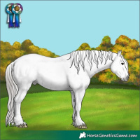 Horse Color:Gray Black Tobiano Appaloosa Rabicano 
