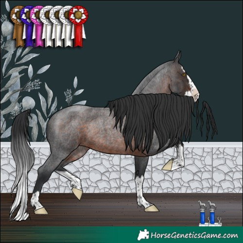 Horse Color:Brown Roan Splash Rabicano 