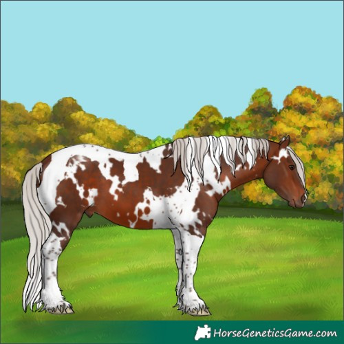 Horse Color:White Spotted Silver Brown Tobiano 