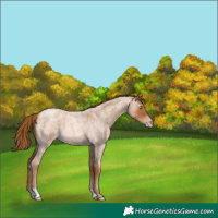 Horse Color:Gray Gold Champagne Roan