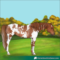 Horse Color:White Spotted Chestnut Rabicano