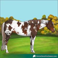 Horse Color:White Spotted Liver Chestnut