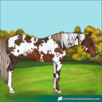 Horse Color:White Spotted Liver Chestnut 