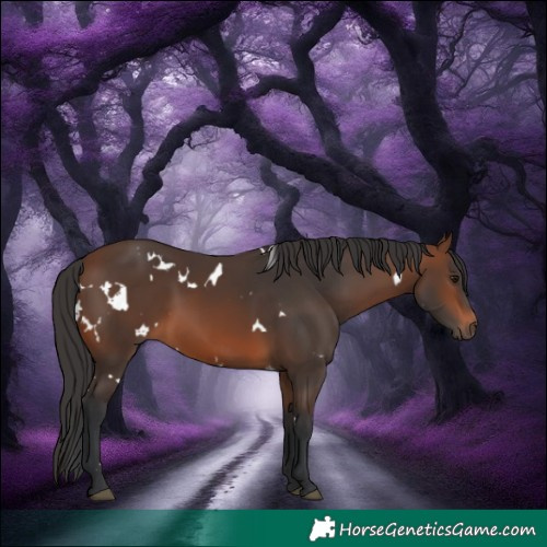 Horse Color:White Spotted Brown 