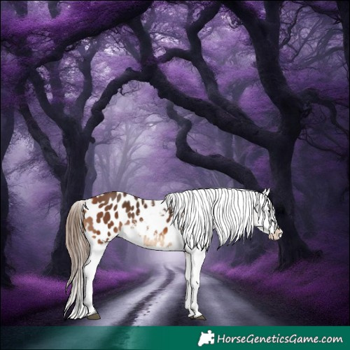 Horse Color:Bay Blanket 