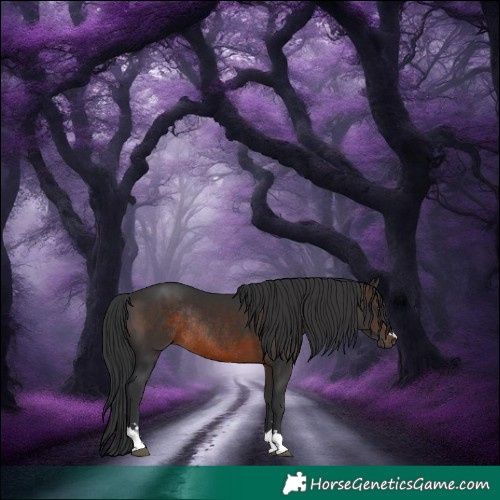 Horse Color:Brown Rabicano 