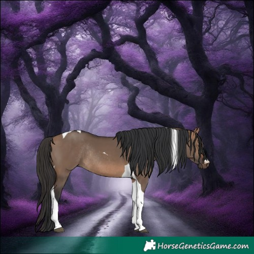 Horse Color:Bay Dun Tobiano Rabicano 