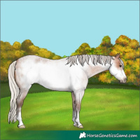 Horse Color:Silver Brown Roan Frame 