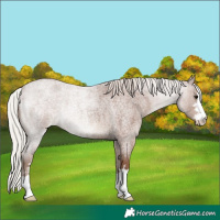 Horse Color:Silver Blue Roan Appaloosa 