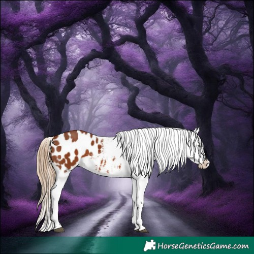 Horse Color:Chestnut Appaloosa 