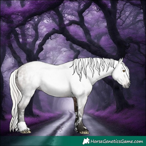 Horse Color:Gray White Spotted Silver Bay Roan Rabicano 