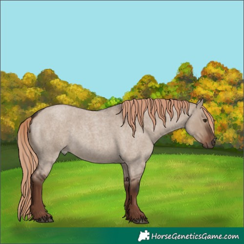Horse Color:Liver Red Dun Roan Rabicano 