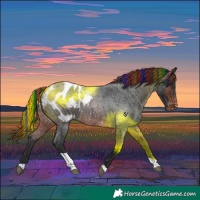 Horse Color:Painted Brown Roan Tobiano Appaloosa Rabicano 