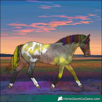 Horse Color:Painted Brown Roan Tobiano Appaloosa Rabicano 
