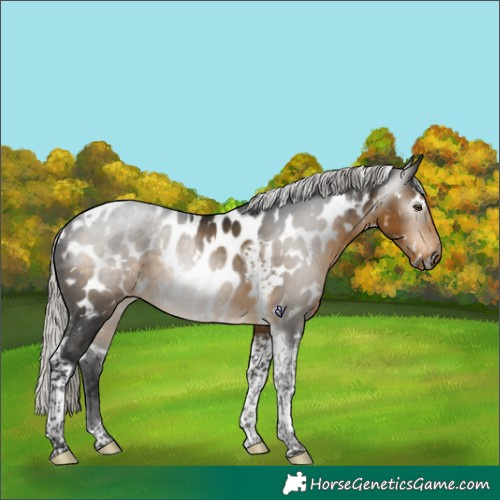 Horse Color:Gray White Spotted Silver Buckskin Tobiano Appaloosa 