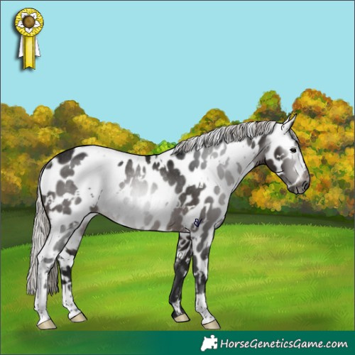 Horse Color:Gray White Spotted Silver Brown Appaloosa Rabicano 