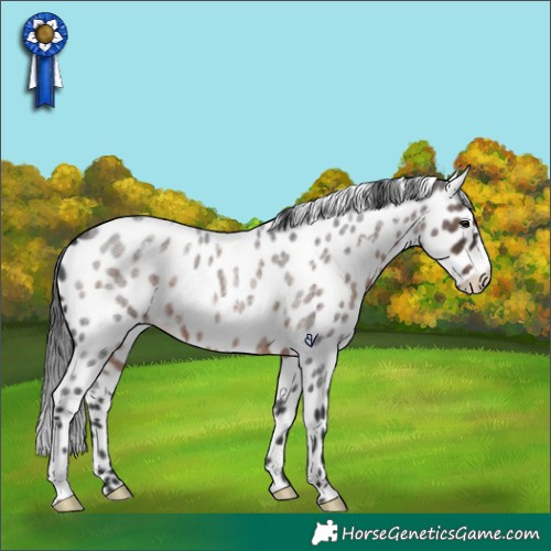 Horse Color:White Spotted Brown Roan Leopard Rabicano 