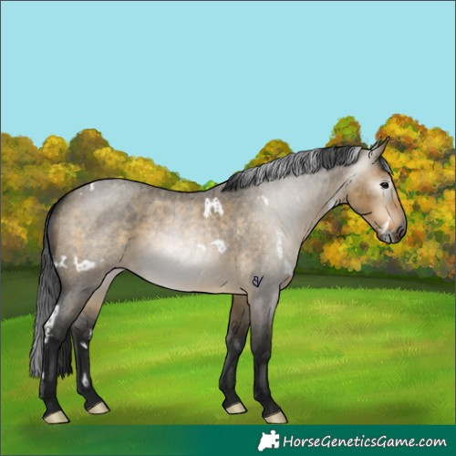 Horse Color:Gray White Spotted Buckskin Roan Dun Rabicano 