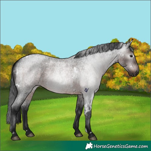 Horse Color:Gray White Spotted Brown Roan Rabicano 