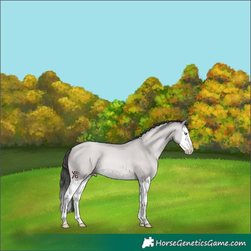 Horse Color:Platinum Amber Champagne Dun Splash 