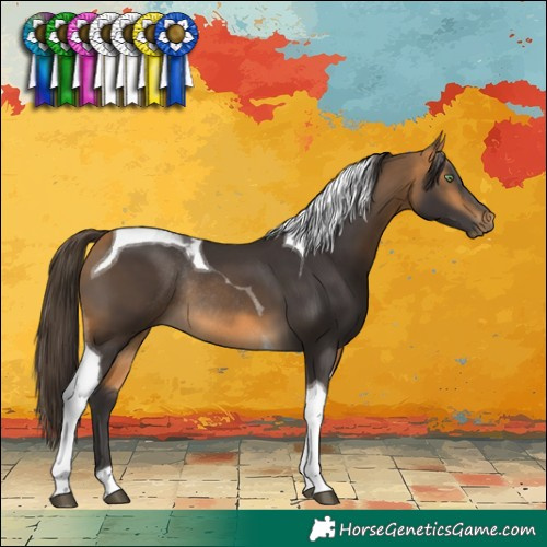 Horse Color:Buckskin Tobiano Rabicano
