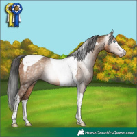 Horse Color:Gray Amber Champagne Tobiano Rabicano 