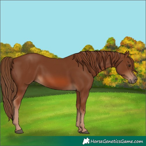 Horse Color:Chestnut 