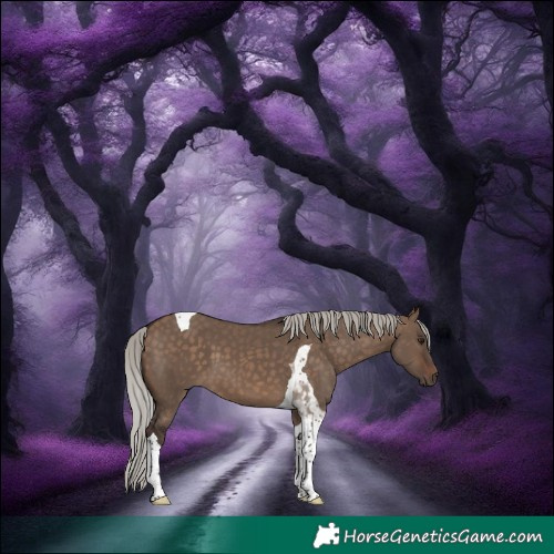 Horse Color:Silver Brown Dun Tobiano 