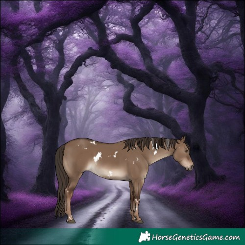 Horse Color:White Spotted Liver Red Dun 