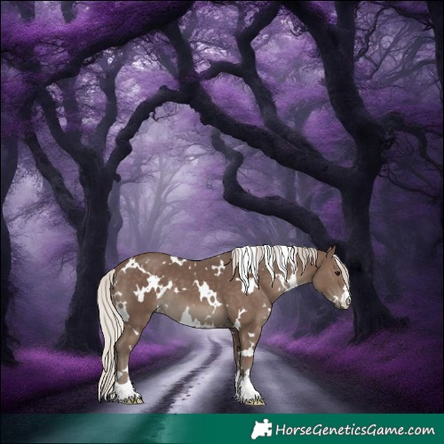 Horse Color:White Spotted Silver Black 